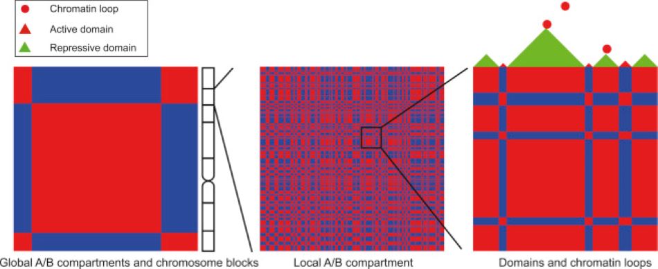 3D Chromatin