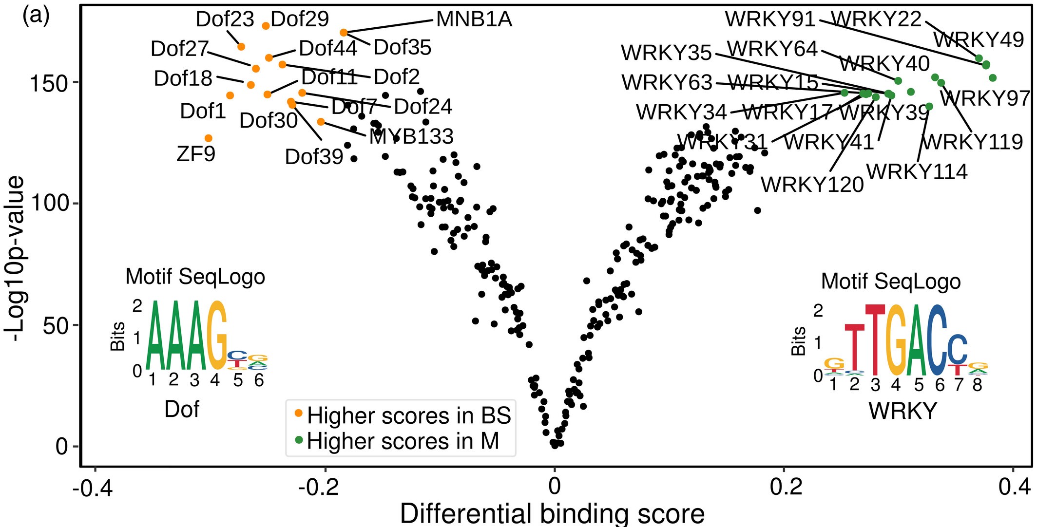 Bundle Sheath and Mesophyll